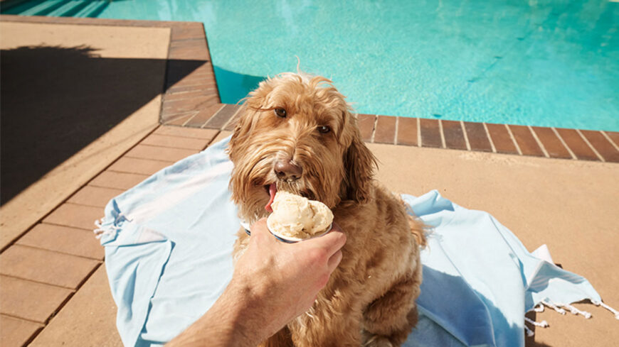 A shaggy brown dog sitting on a blue blanket beside a swimming pool while being offered a small cup of vanilla ice cream by a person.